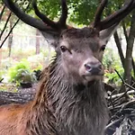 Luksusowy namiot Des Cerfs Allons (Lot-et-Garonne)