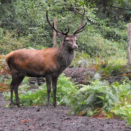 Des Cerfs Οργανωμένο κάμπινγκ *