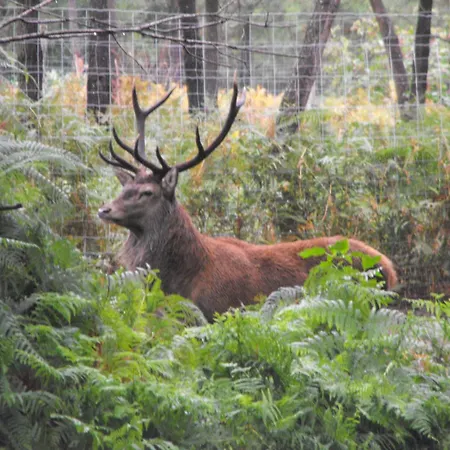 Οργανωμένο κάμπινγκ Des Cerfs