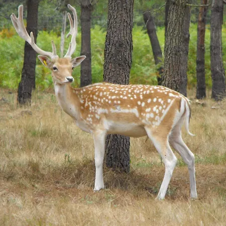 Des Cerfs Οργανωμένο κάμπινγκ