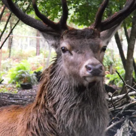 Des Cerfs