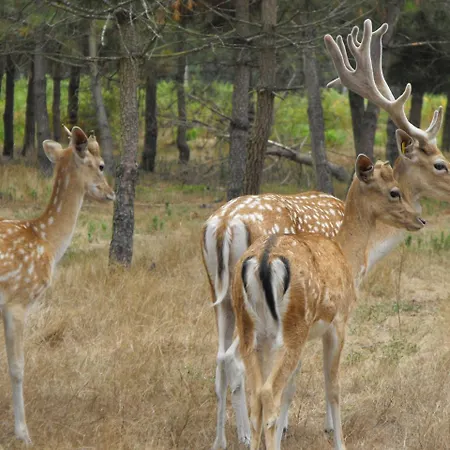 Luksusowy namiot Des Cerfs Allons (Lot-et-Garonne)
