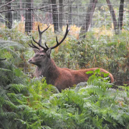 Des Cerfs Allons (Lot-et-Garonne)