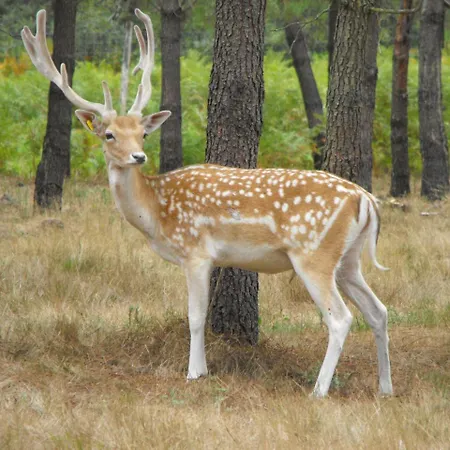 Des Cerfs Luksustelt *